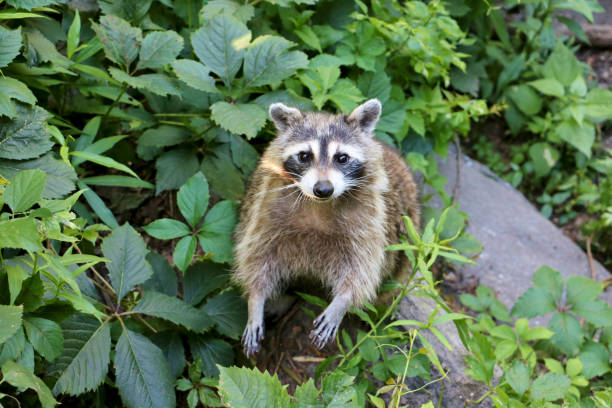 istock Raccoon in Central Park 1084965442