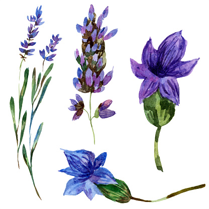 Ilustración de Lavanda Púrpura Flor Botánica Floral Ilustración De Fondo  Acuarela Conjunto Aislado y más Vectores Libres de Derechos de Botánica -  iStock