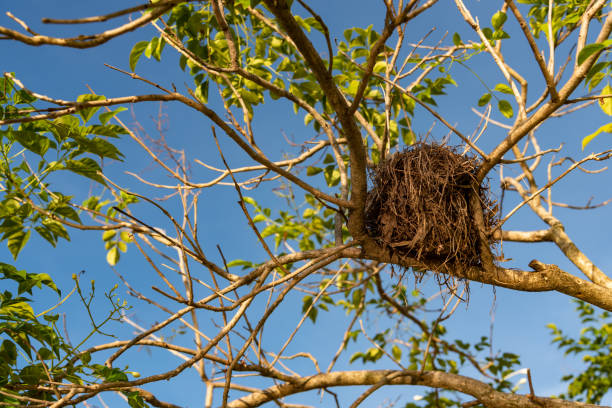istock Old Bird's Nest on the Tree 1084967432
