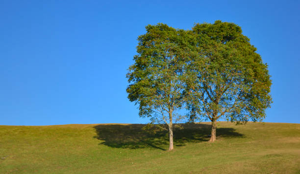 istock Two trees on sward and Sky Blue background 1084967472