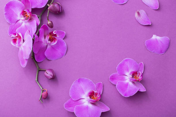 istock the beautiful orchid flowers 1084970072