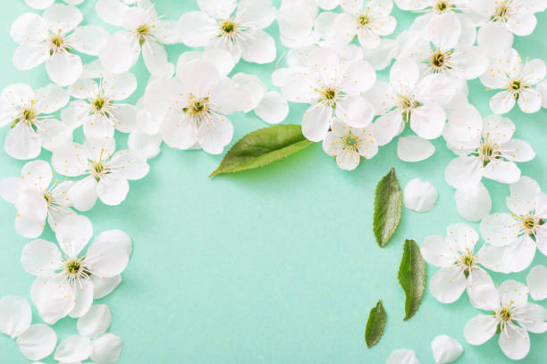 istock cherry flowers on paper background 1084970174