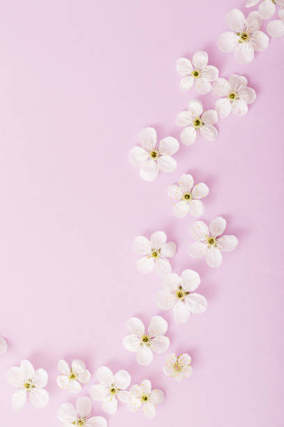 istock cherry flowers on paper background 1084970192