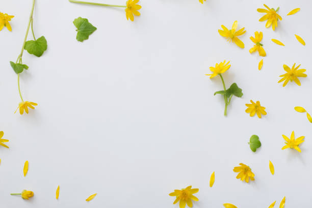 istock yellow flowers on white background 1084970194