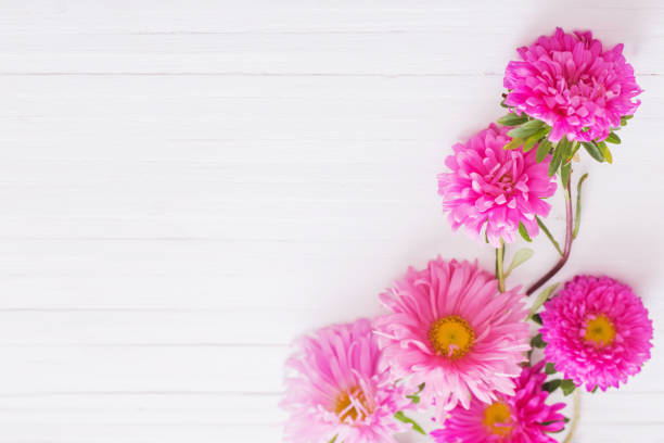istock asters on white wooden background 1084970254