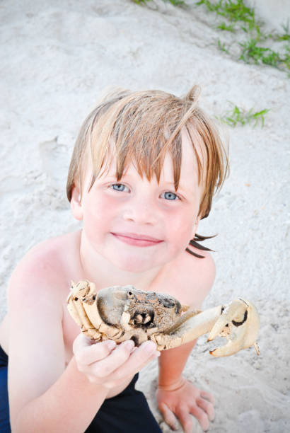 Young boy holding crab stock photo