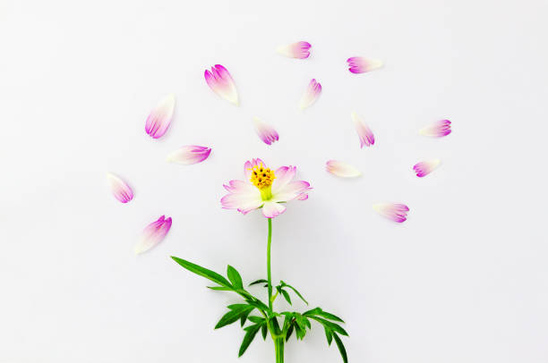 istock Flowers composition. Pattern made of pink and white flowers on white background. Top view 1084971238