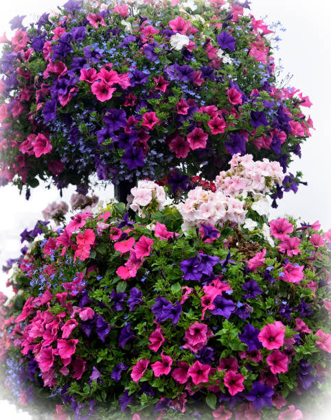 istock Flowering Petunias and Pansies 1084972318