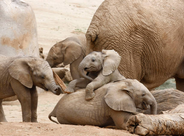 Different Age Baby Elephants Playing Together in the Shadow of an Adult