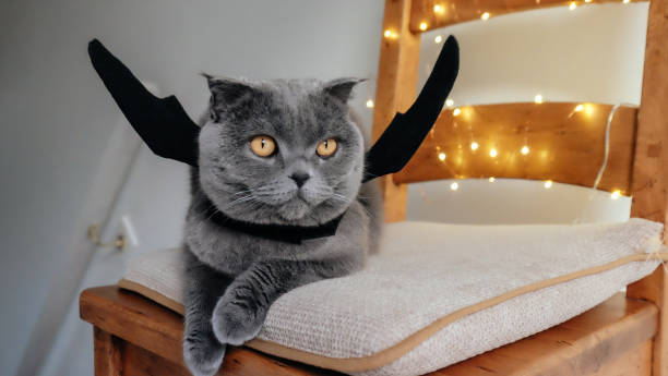 Cat with bat wings Grey Scottish Fold cat with bat wings in front of fairy lights scottish fold cat photos stock pictures, royalty-free photos & images