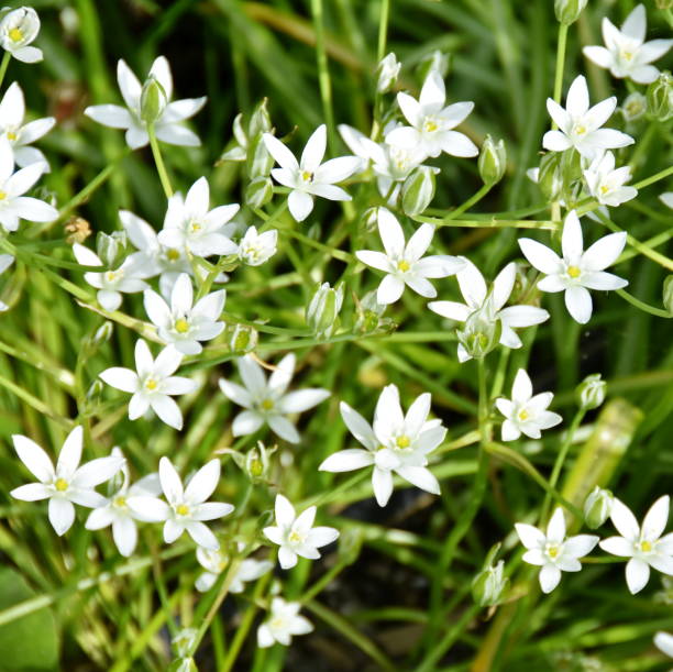 istock White star-of-betlehem flowers 1084978748