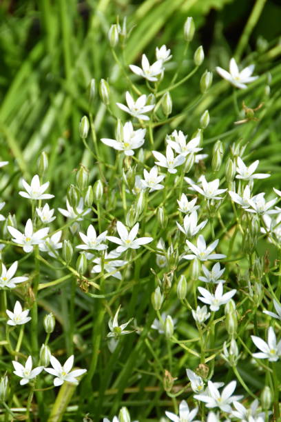 istock White star-of-betlehem flowers 1084978858