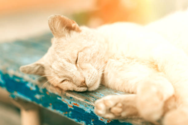 -de-cabeça-vermelha gato (gato) dormindo preguiçoso na rua. - fuzzy headed - fotografias e filmes do acervo