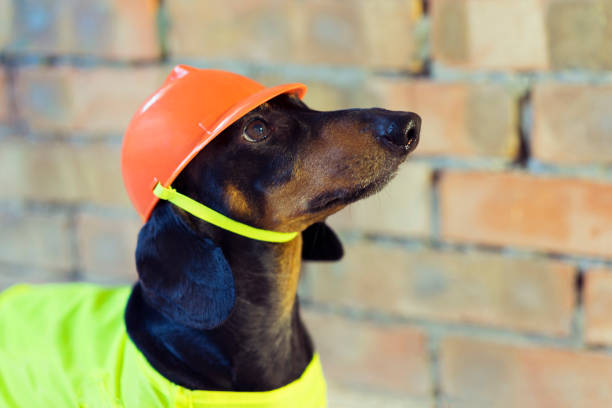 istock Dog builder dachshund in an orange construction helmet  at the brick wall background 1084979384
