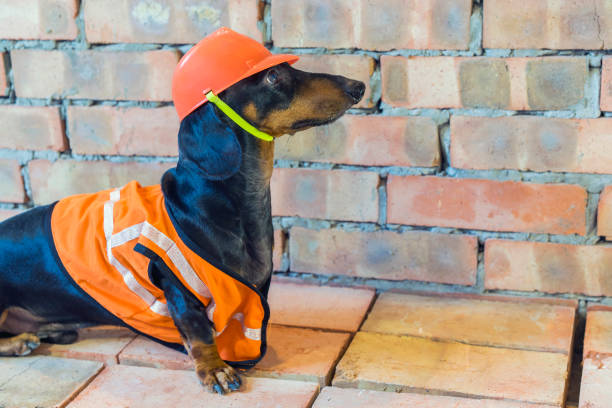 istock Dog builder dachshund in an orange construction helmet  at the brick wall background 1084979392