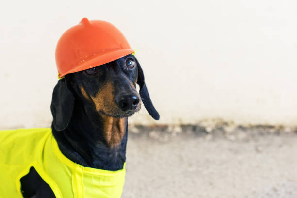 istock Dog builder dachshund in an orange construction helmet at the white background 1084979436
