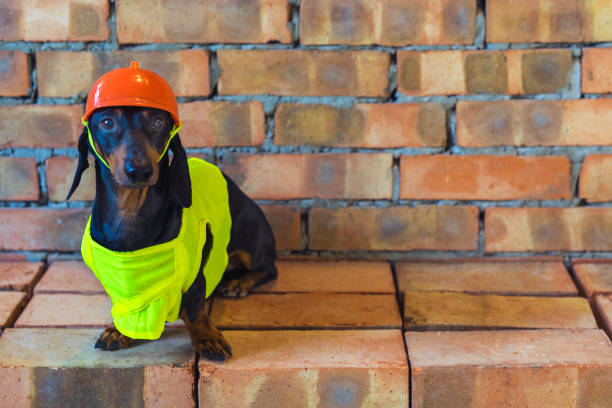 istock Dog builder dachshund in an orange construction helmet  at the brick wall background 1084979528