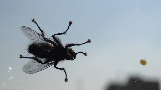 istock Fly in the City 1084979804