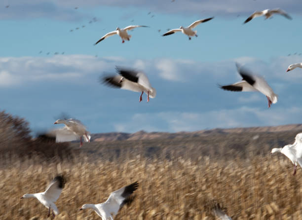 istock Intentional blur on slow shutter speed of geese landing 1084979820