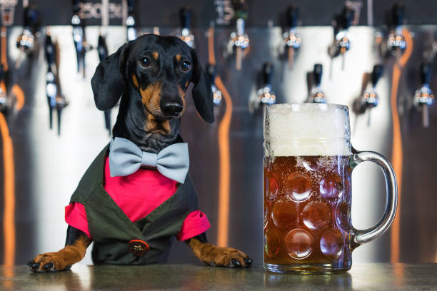 dog dachshund bartender, black and tan, in a bow tie and a suit at the bar counter sells a large glass of beer on the background of a wall with beer taps stock photo