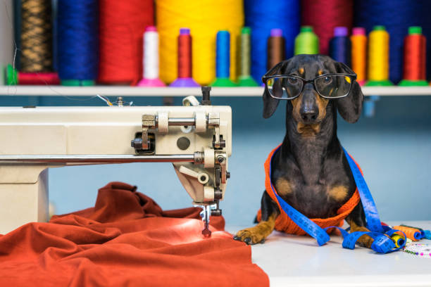 Adorable dog breed of dachshund, black and tan, in the glasses, seamstress sitting and sews on sewing machine. Funny ad for your business stock photo
