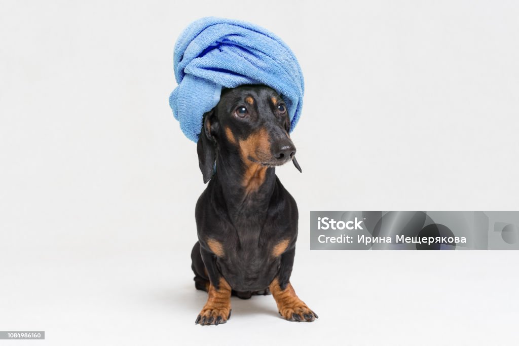 Eervol Nadenkend bod Hondenras Van Teckel Black And Tan Na Een Bad Met Een Blauwe Handdoek Gewikkeld Rond Haar Hoofd Geïsoleerd Op Witte Achtergrond Stockfoto en meer beelden van Hond - iStock Eervol Nadenkend bod Hondenras Van Teckel Black And Tan Na Een Bad Met Een Blauwe Handdoek Gewikkeld Rond Haar Hoofd Geïsoleerd Op Witte Achtergrond Stockfoto en meer beelden van Hond - iStock