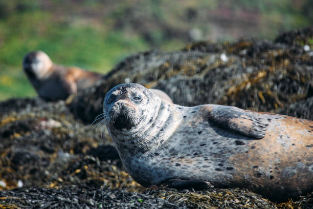 istock Seal - Isle of Skye - Scotland 1084987242