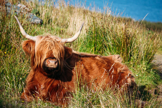 istock Elgol Peninsula - Isle of Skye 1084988396