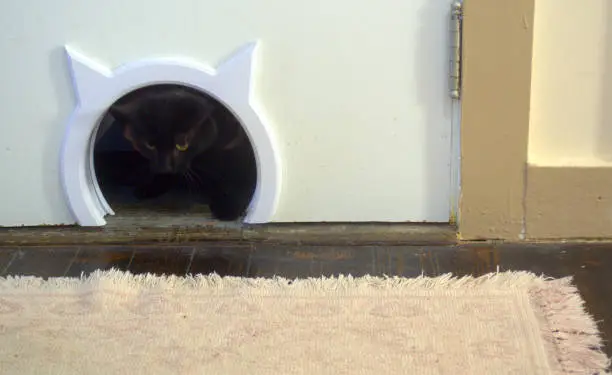 Black furry cat coming through her cat-door