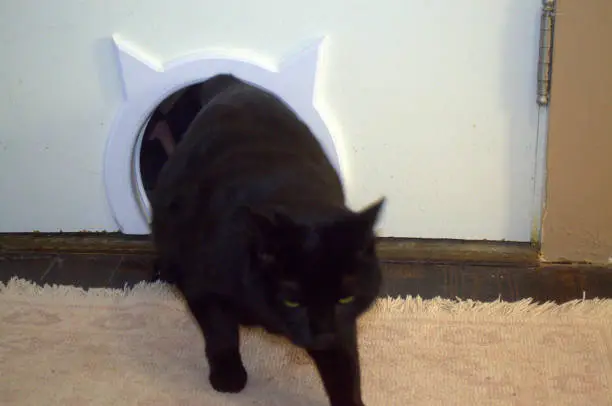 Furry black cat walks through her cat-door