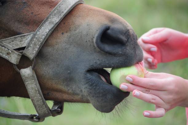 pferd zu essen apfel - pferdeäpfel stock-fotos und bilder