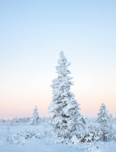 istock Snowy fir tree Swedish Lapland 1084989286