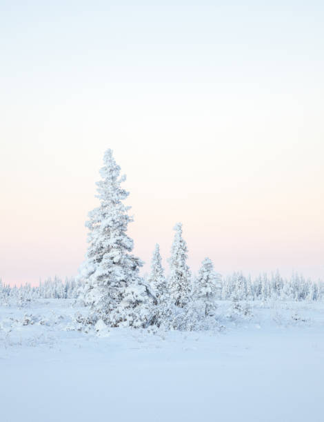 istock Snow covered arctic fir tree in winter landscape 1084989316