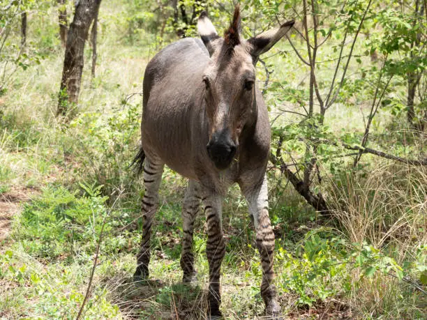 Result of mating of a male zebra with a female donkey.