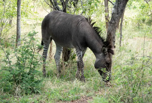Result of mating of a male zebra with a female donkey.