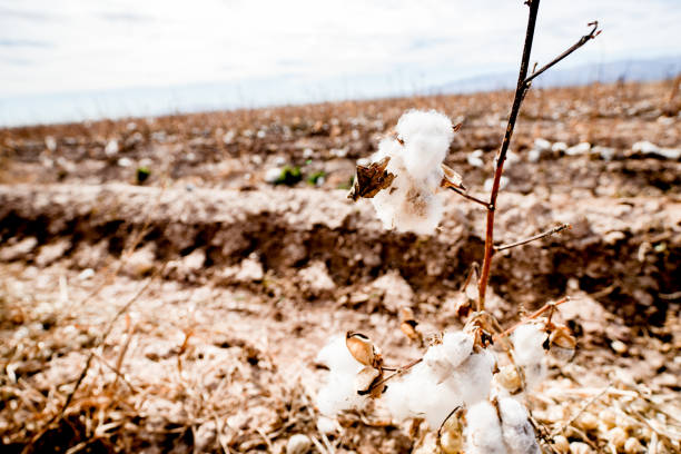 Seed Cotton left hanging on the stems after being cultivated