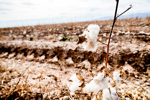 Seed Cotton left hanging on the stems after being cultivated