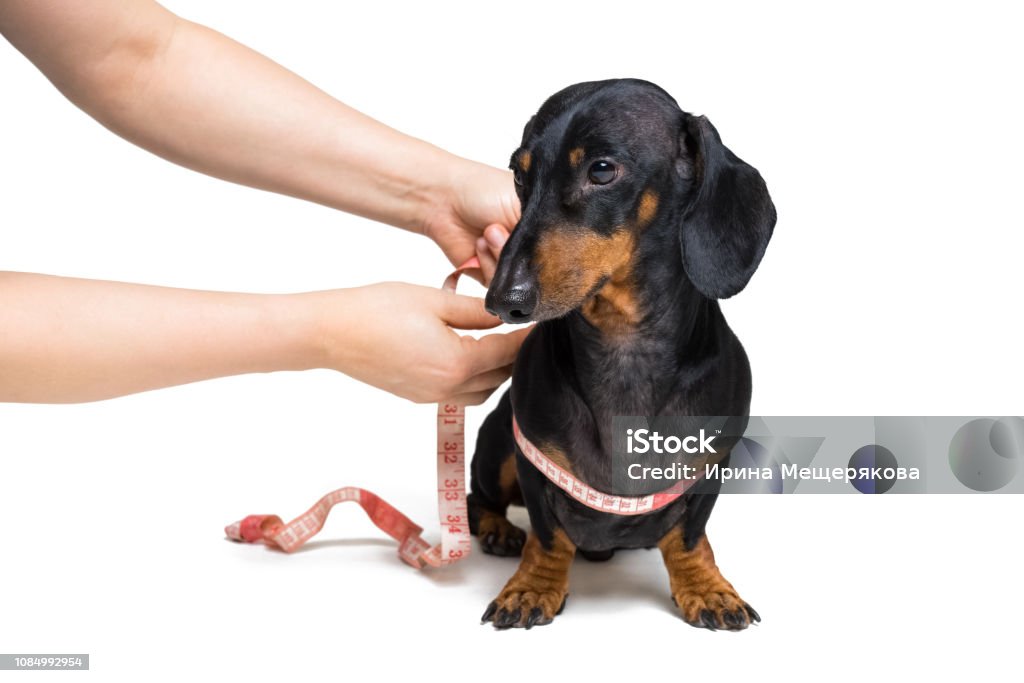 mengukur anjing untuk mengetahui besar yang diperlukan untuk kandangnya