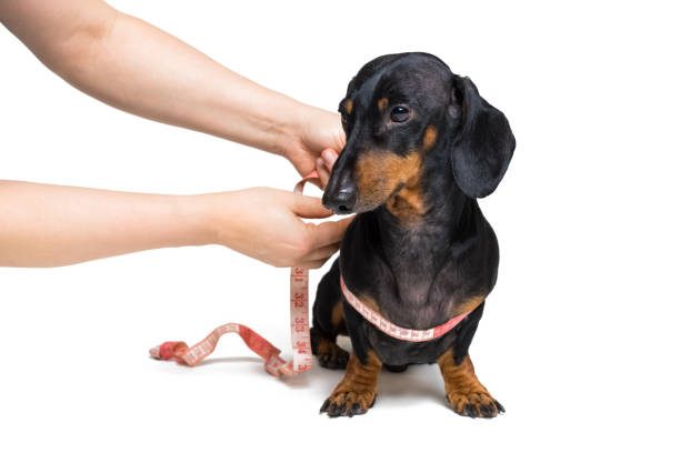 istock Dachshund, black and brown, with measuring tape, isolated on white background 1084992954
