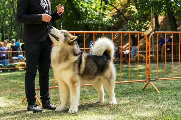 Dog with his mistress. dog show. competition. Alaskan Malamute