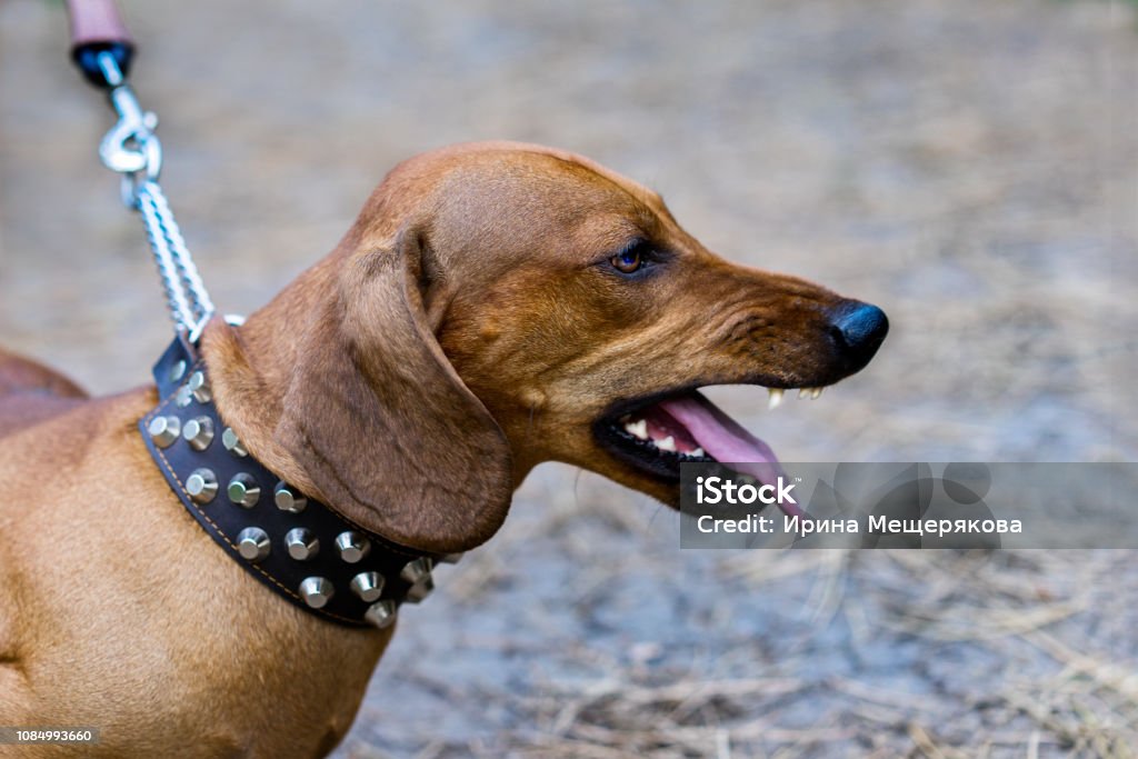 가죽 끈에 빨간 성 난 적극적인 개 닥 스 훈 트의 짖는 소리 개에 대한 스톡 사진 및 기타 이미지 - 개, 개과, 격노한 -  Istock
