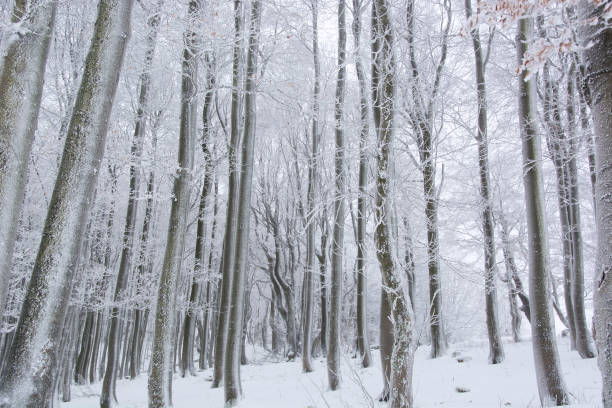 istock Tree trunks and branches covered in snow in Bavaria, Germany 1084993968