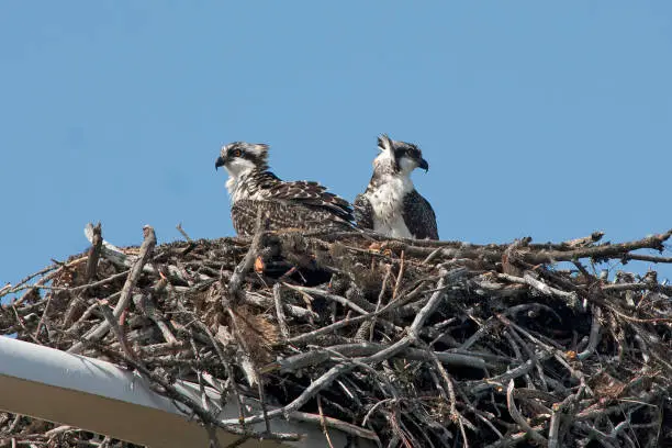 Photo of Two Osprey in Nest