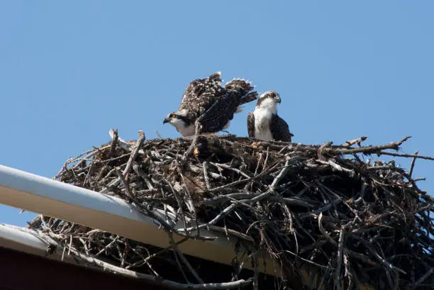 Photo of Two Osprey in Nest