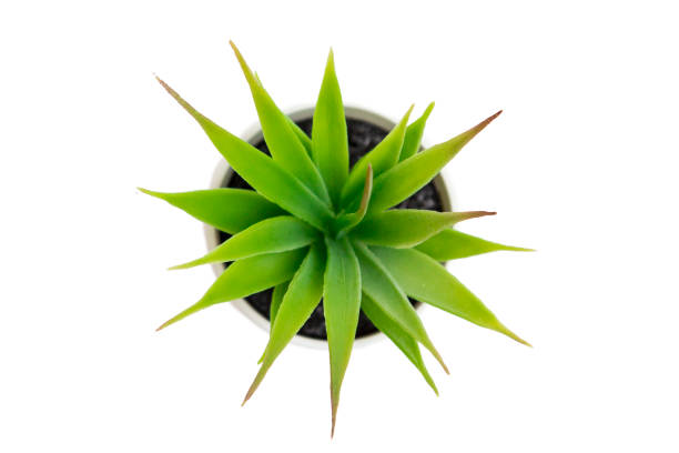 istock Indoor small green plant 1084995988