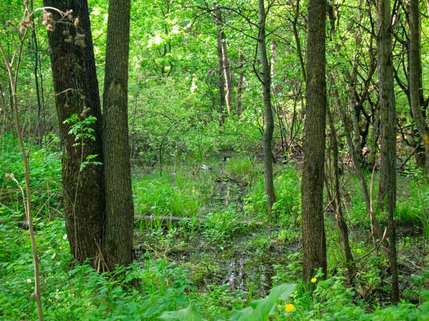 istock flooded part of the forest in spring 1084996590