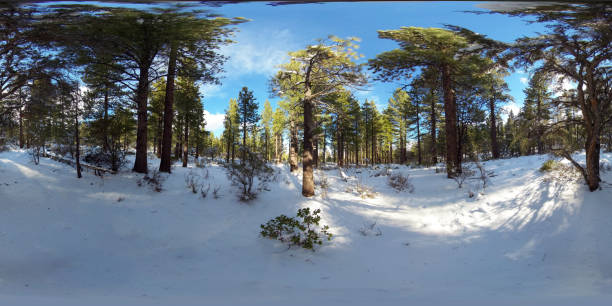 Galena Creek Park, Nevada.  The day after a fresh fall of snow, the piney woods are peaceful and quiet.