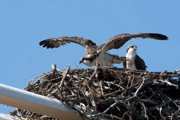 Photo of Ospreys in Nest