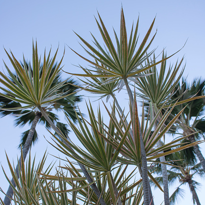 Stand of Yucca trees and palm trees low angle view looking skyward with shapes and textures.