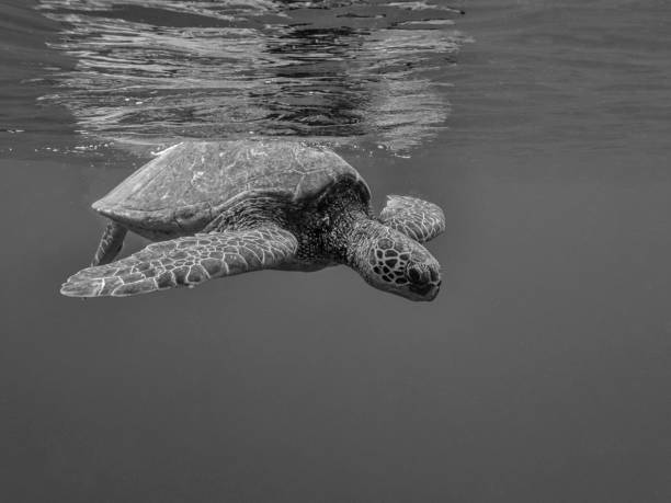 istock Black and White Sea Turtle in Clear Ocean 1085000096